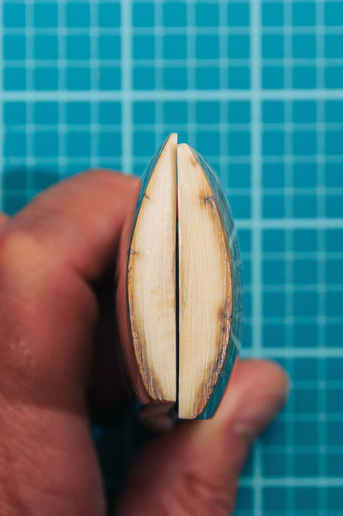 Mammoth Tusk Bark