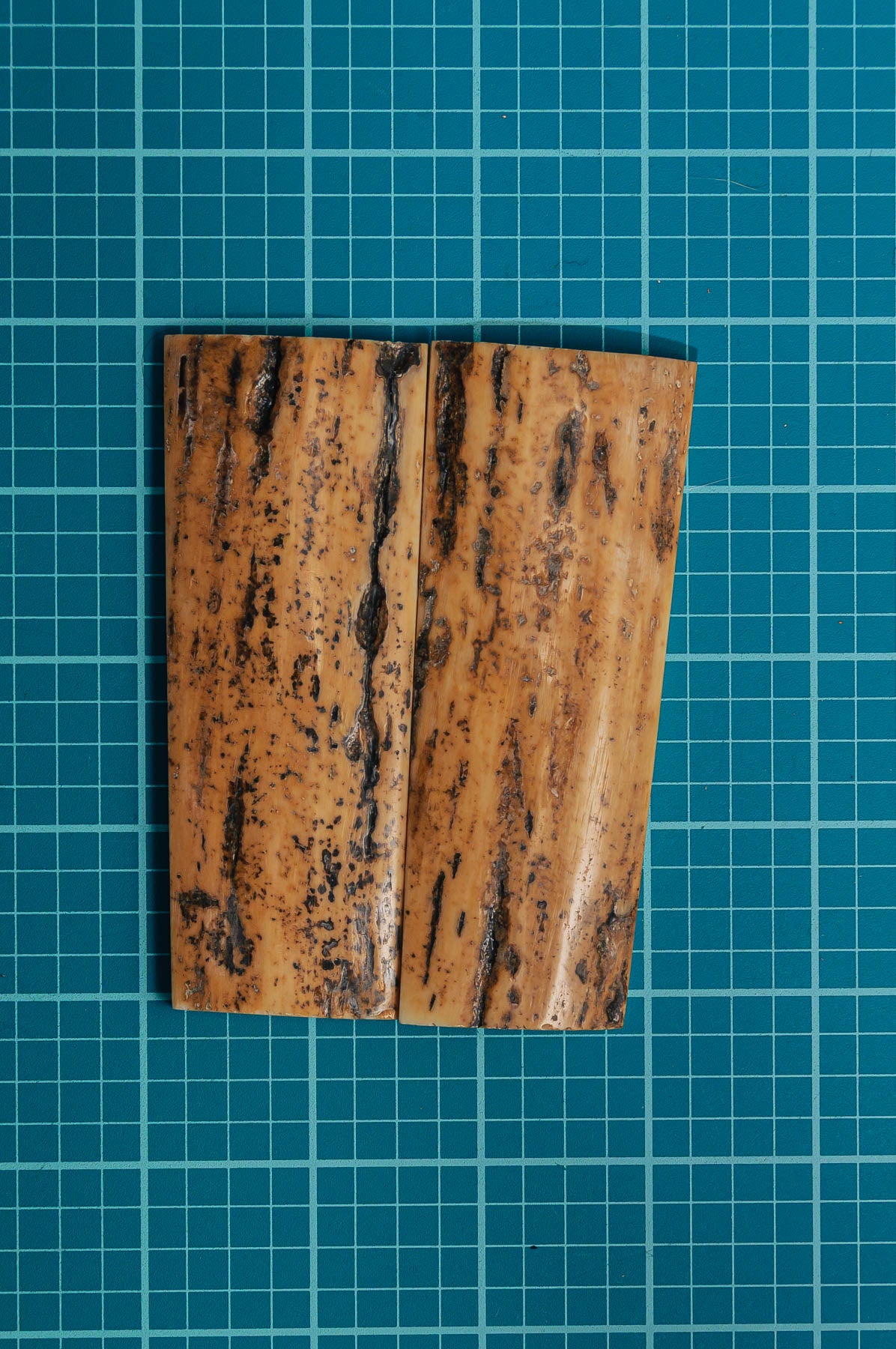 Mammoth Tusk Bark