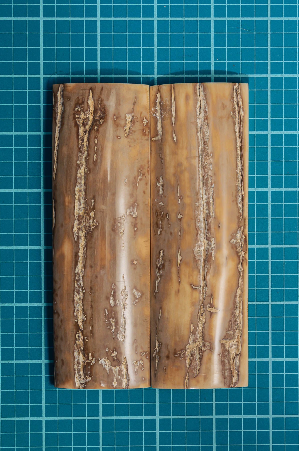 Mammoth Tusk Bark