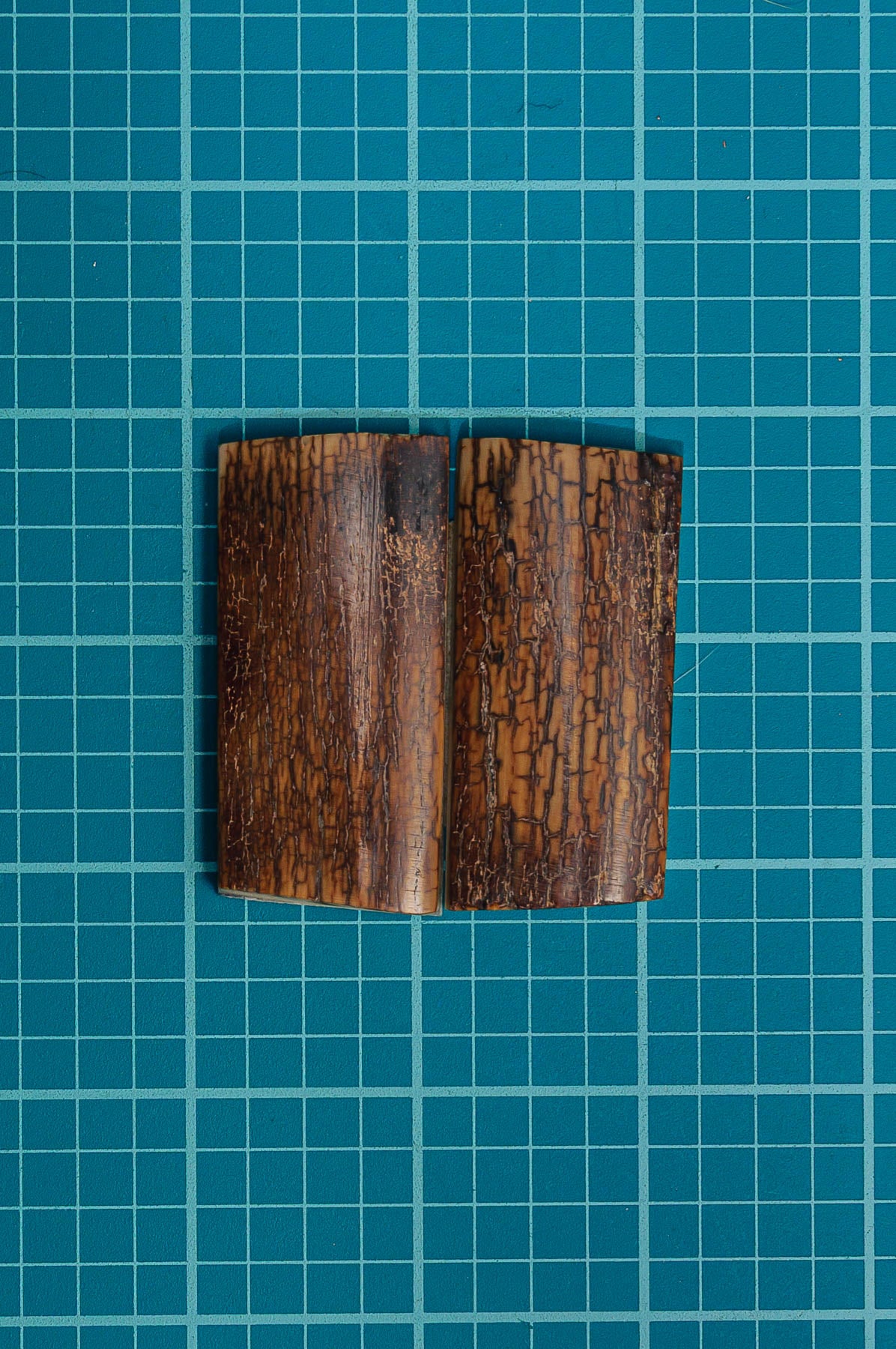 Mammoth Tusk Bark
