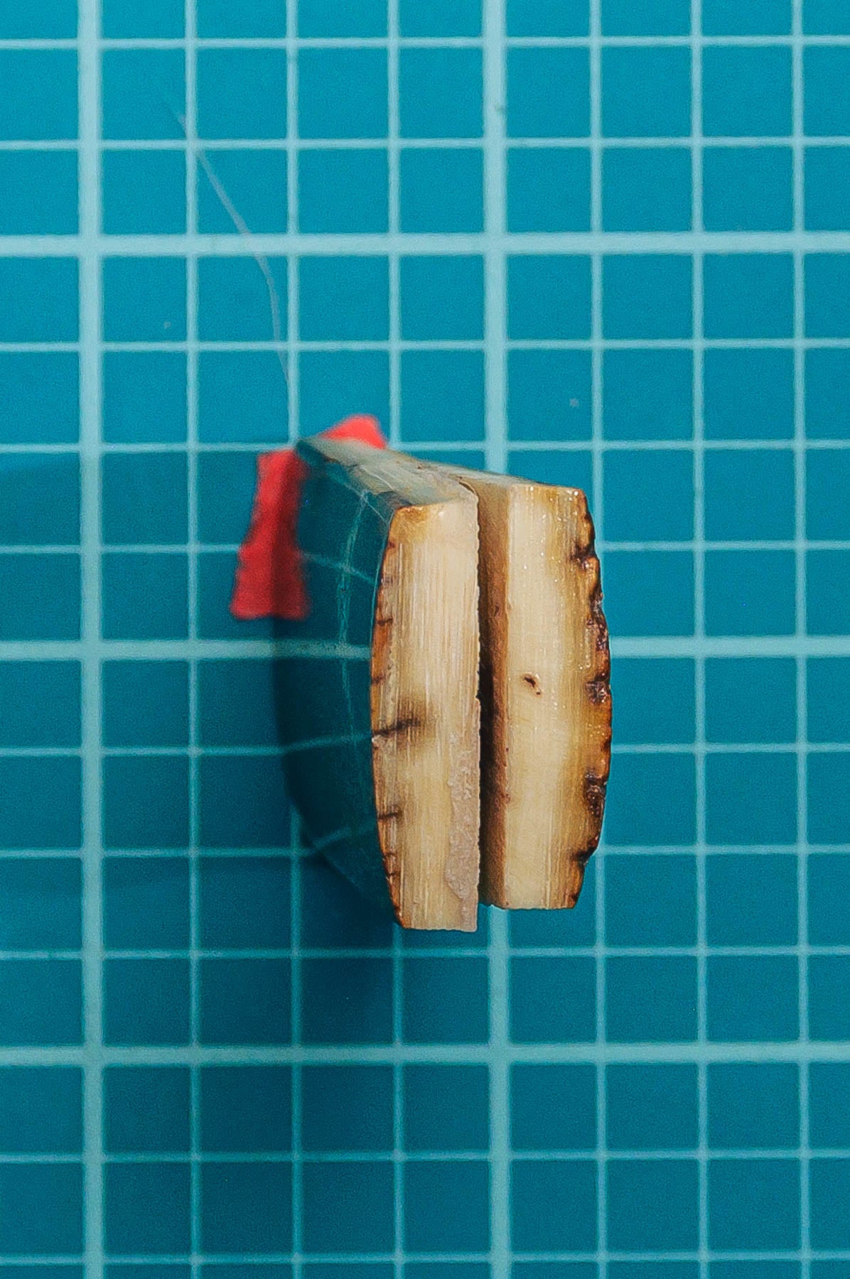 Mammoth Tusk Bark
