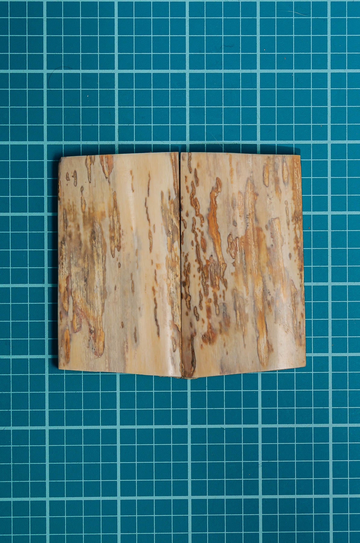 Mammoth Tusk Bark
